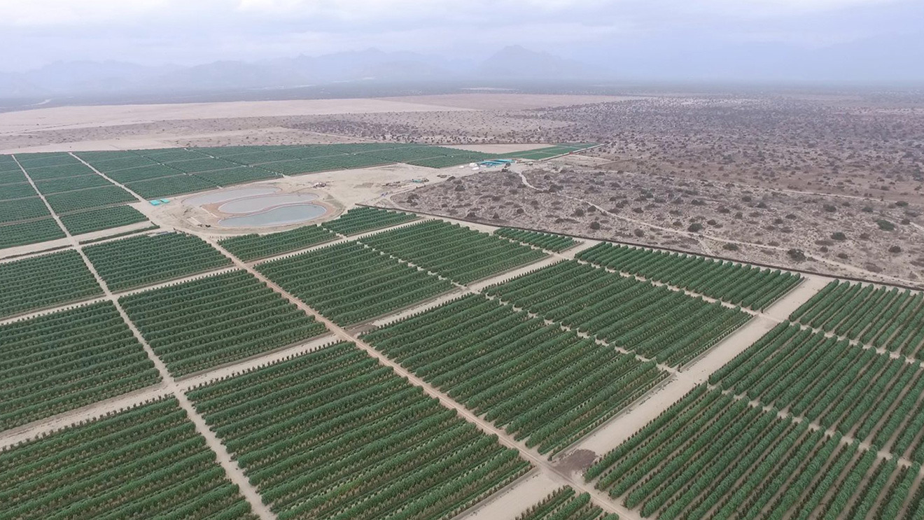 Olmos, a New Center for Agro-Export Development in Northern Peru