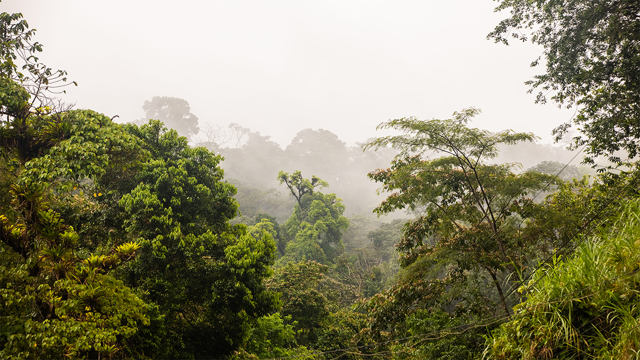 Forestry Sector: Potential, Challenges, and Incentives for Development