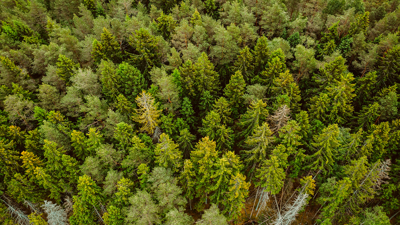 Desarrollo del sector forestal